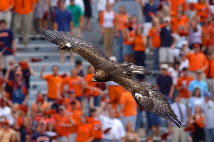 Nova soaring over crowd