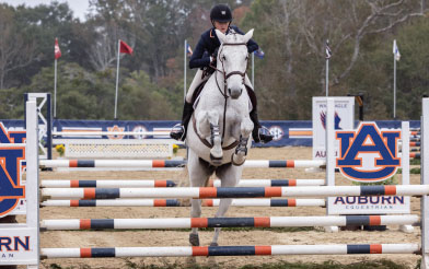 Horse jumping with rider