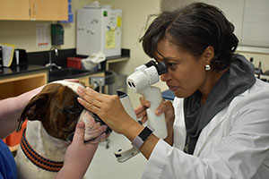 Dr. Boveland examing a dog