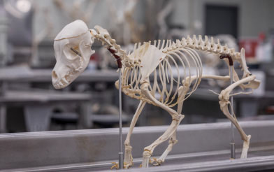 Small animal skeleton