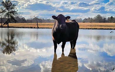 Cow standing in water