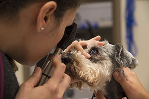 Dog getting eye exam