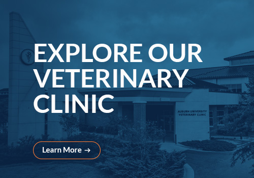 Auburn University Veterinary Clinic Auburn University College Of