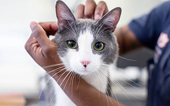 Girl holding cat