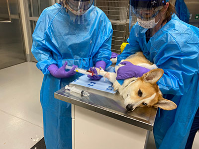 corgi receiving treatment