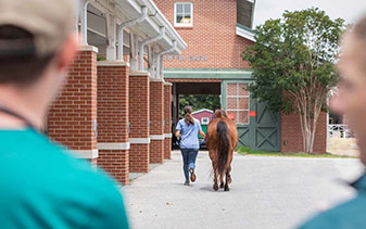 woman walking horse