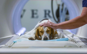 Dog on MRI table