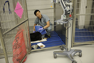 Veterinarian examining dog inside a kennel.
