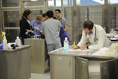 Several veterinarians examining dog on treatment table