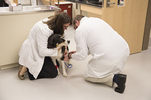 Veterinarians examining a dog on the floor