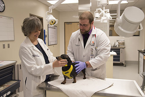 Veterinarians examining a dog on an exam table