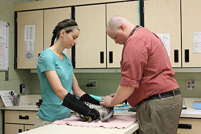 Dr. Oster and assistant treating a bird