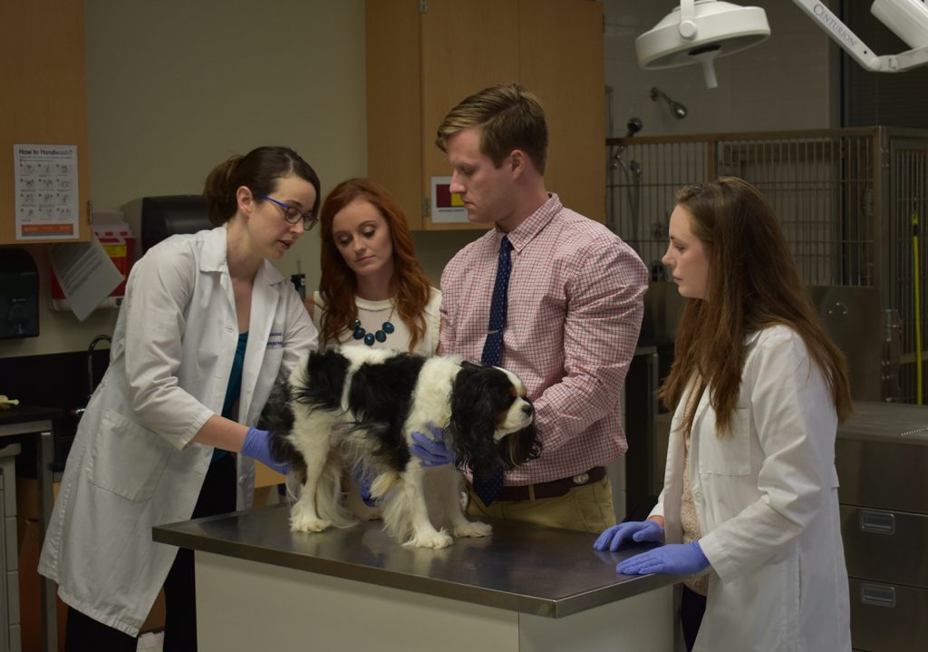 Dr. Kayla Corriveau examines a dog while teaching students examination techniques.
