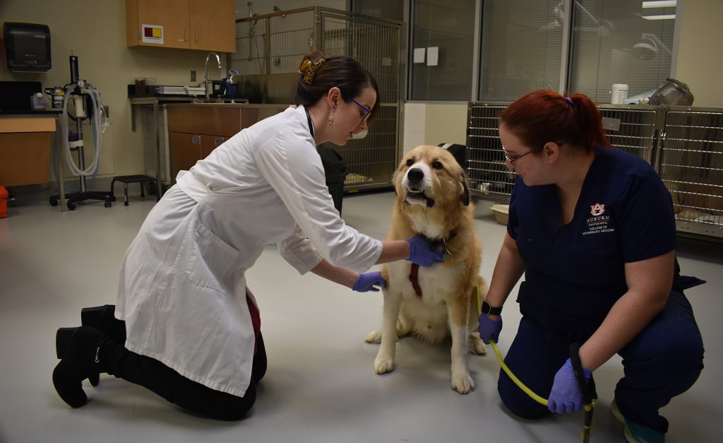 Doctor examines a dog on the floor