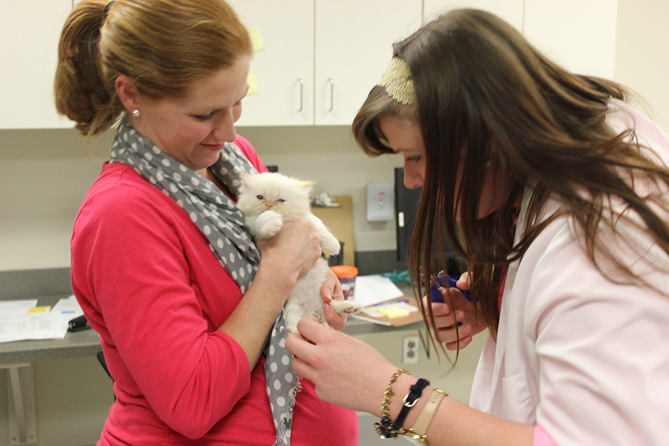 Two doctors working on a kitten