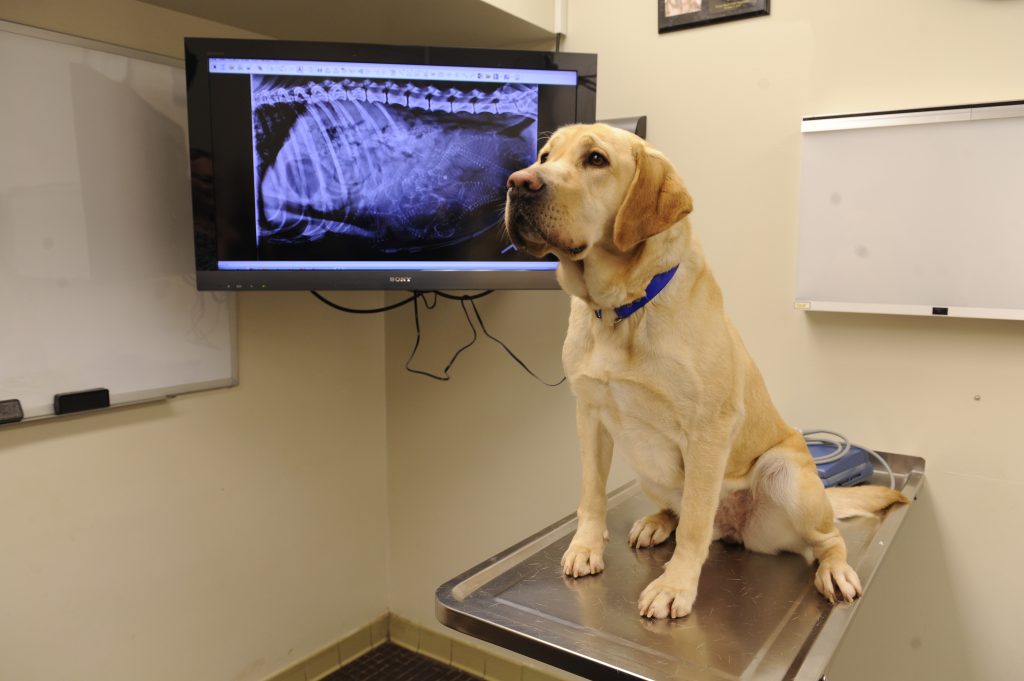 Yellow lab on exam table