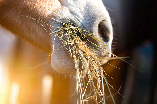 Mouth of horse with hay