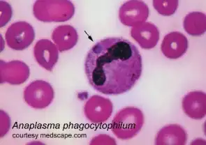 Anaplasma slide