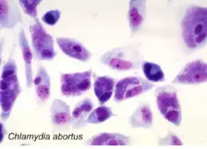 Mouse fibroblast cells infected with Chlamydia abortus