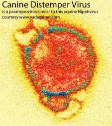 Color-enhanced electron micrograph of a paramyxovirus