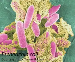 Scanning electron micrograph of E. coli bacteria