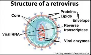 Model structure of a member of the retrovirus family that includes feline
immunodeficiency virus (FIV)