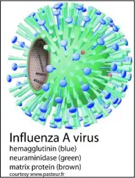 Model of an Influenza type A virus