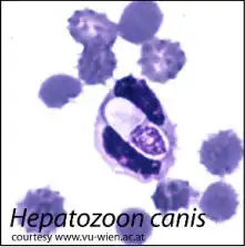 Hepatozoon canis gamont in a canine granulocyte