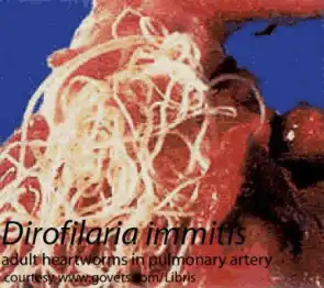 Adult heartworms (Dirofilaria immitis) in the pulmonary artery