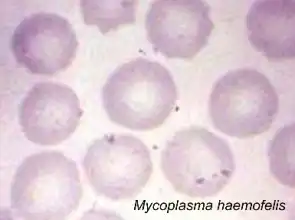 Mycoplasma haemofelis in a blood film from an infected cat. (Wright Stain, ×1,200)