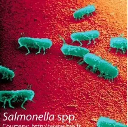 Scanning electron micrograph of Salmonella spp. The flagellae are clearly visible.