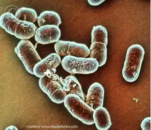 Scanning electron micrograph of Listeria monocytogenes bacteria