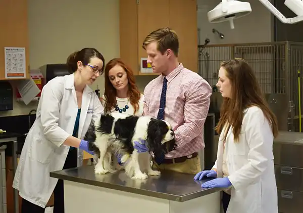 Dr. Kayla Corriveau examines a dog while teaching students examination techniques.