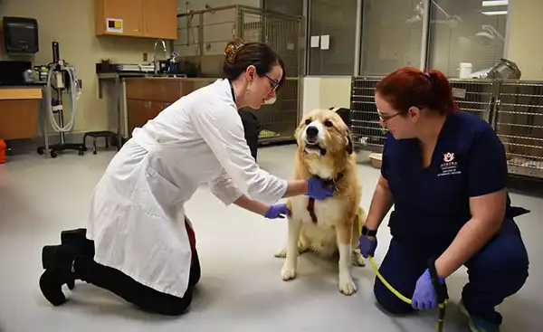 Dr. Kayla Corriveau examines a dog 