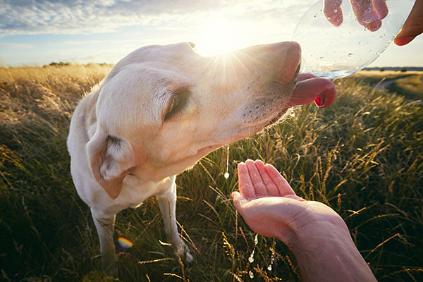Dog drinking water
