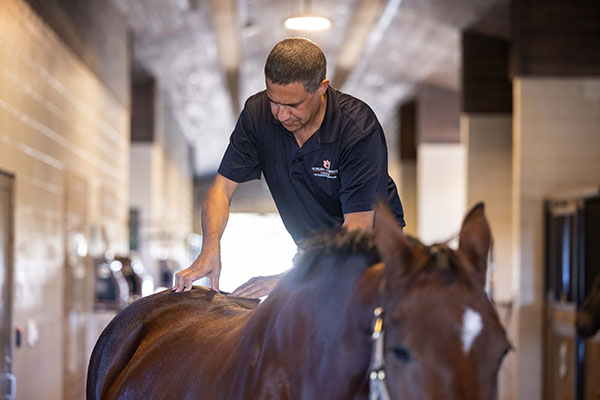 Horse receiving treatment