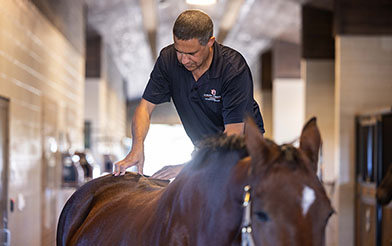 Animal Chiropractic Services