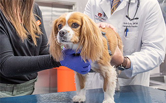 Dog on MRI table