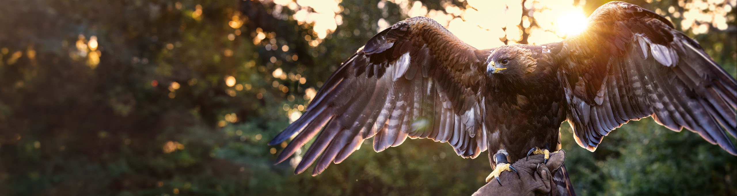 Auburn University College of Veterinary Medicine - 🦅 #Auburn's bald eagle  Spirit has flown alongside our official golden eagles—designated War  Eagles—since her first stadium flight in 2002. In recognition of her service
