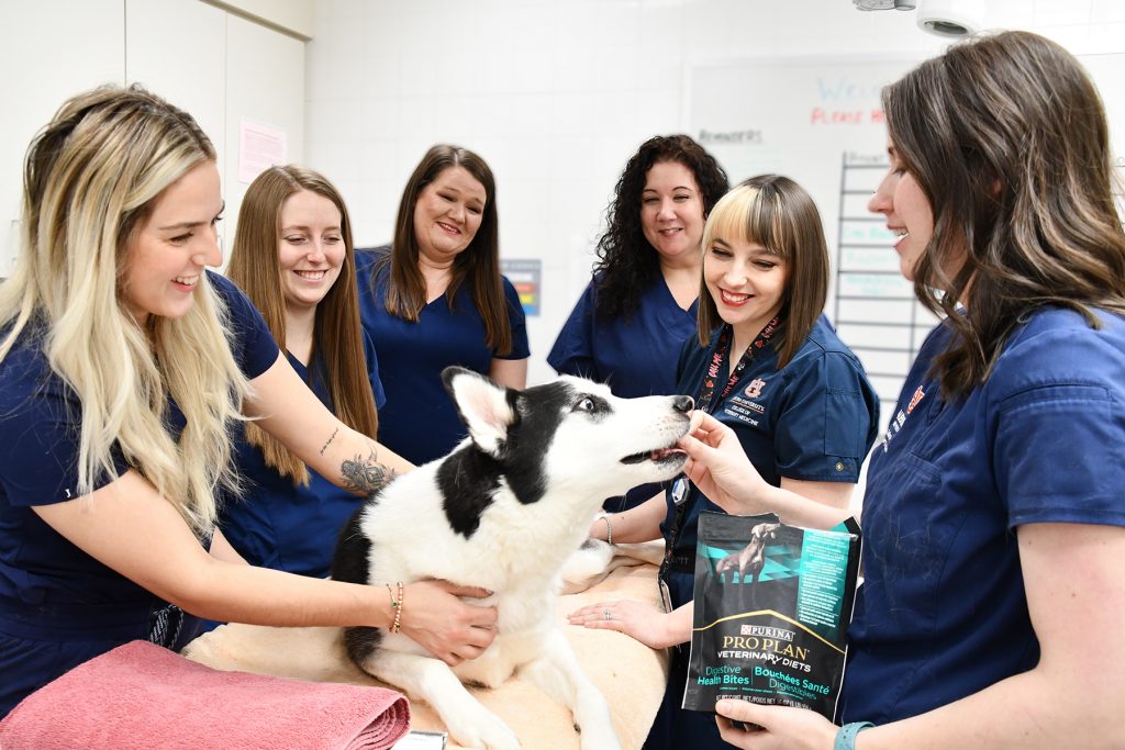 Husky getting treats from staff