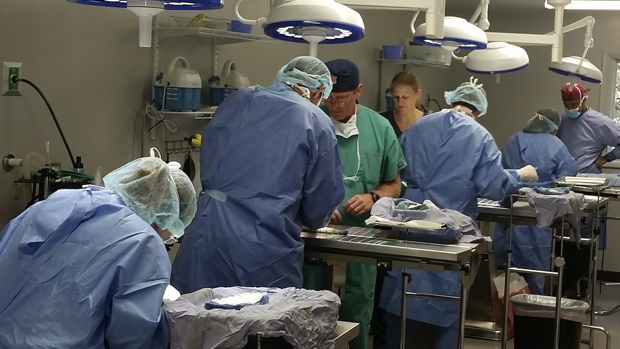 Veterinarians doing surgery