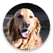 User-Profile-Image