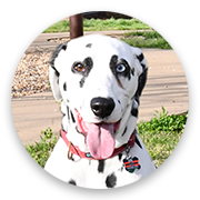User-Profile-Image