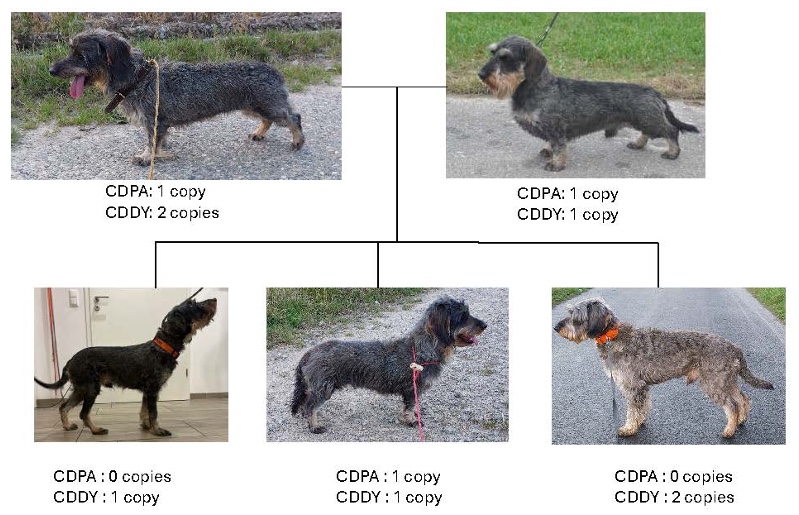 Gene family tree