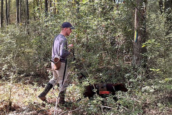 Tristan Bivens performing a search in South Carolina with canine Ramsey.