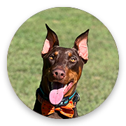 User-Profile-Image