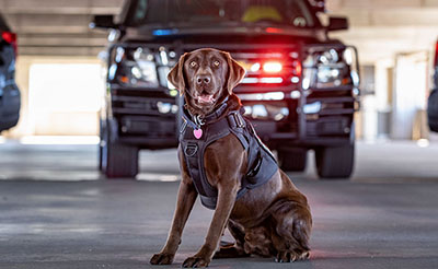 Labrador sitting in front of police vehicle