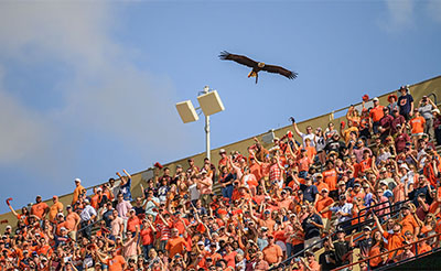 Eagle soaring over stadium