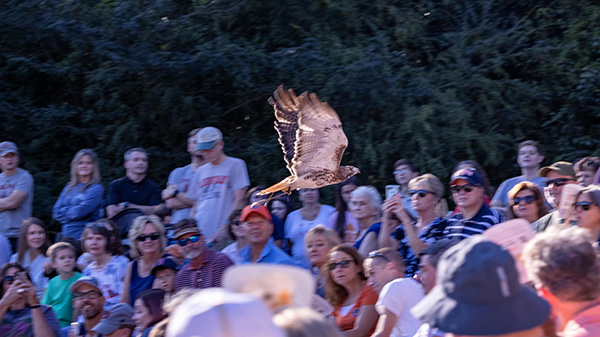 Bird flying over crowd