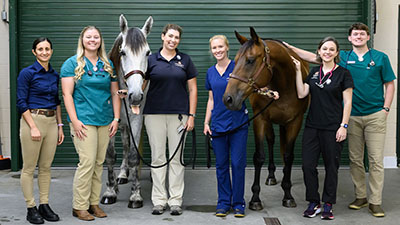 Large animal hospital staff with two horses